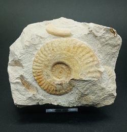 Hecticoceras (placa con tres individuos)