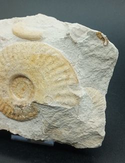 Hecticoceras (placa con tres individuos)