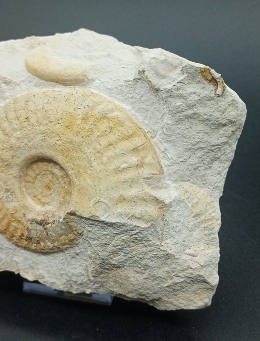 Hecticoceras (placa con tres individuos)