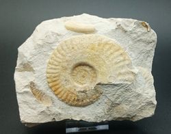 Hecticoceras (placa con tres individuos)