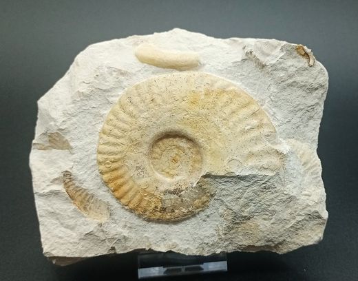 Hecticoceras (placa con tres individuos)