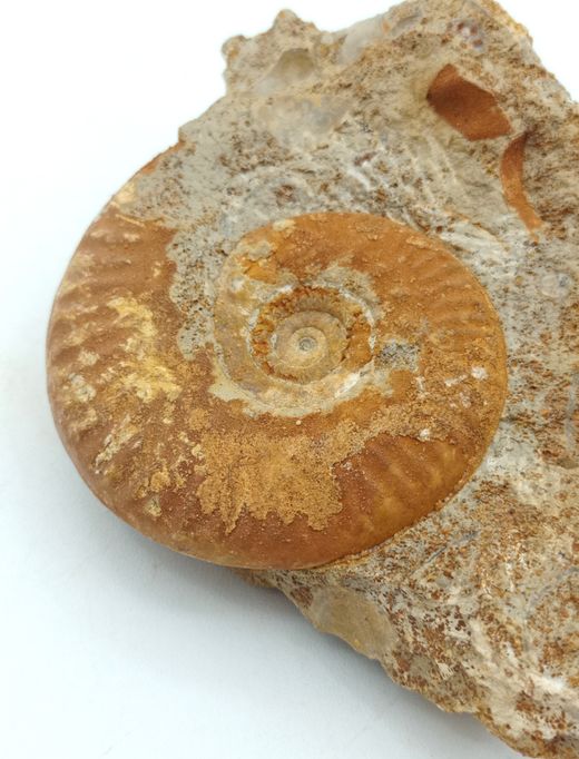 Hecticoceras