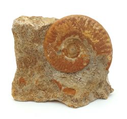 Hecticoceras
