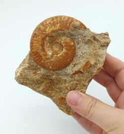 Hecticoceras