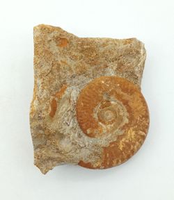 Hecticoceras
