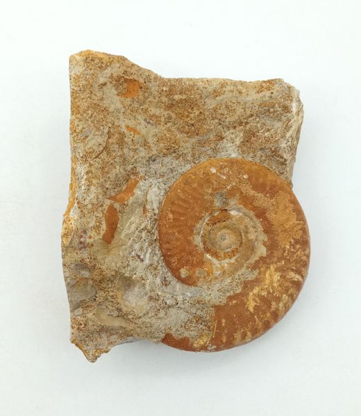 Hecticoceras