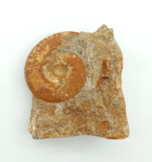Hecticoceras