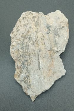Helecho fósil (Alethopteris)