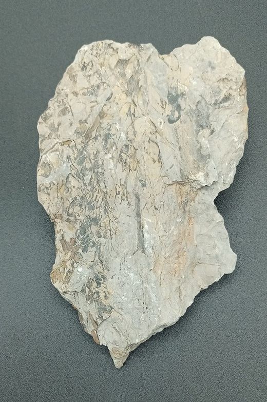 Helecho fósil (Alethopteris)