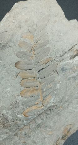 Helecho fósil (Alethopteris)