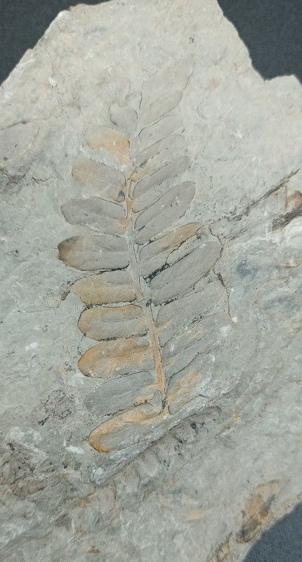 Helecho fósil (Alethopteris)