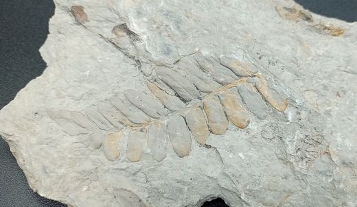 Helecho fósil (Alethopteris)