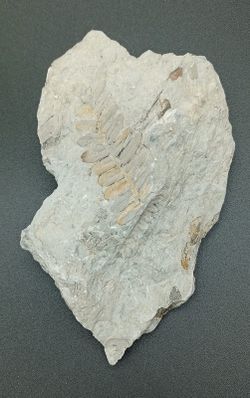 Helecho fósil (Alethopteris)