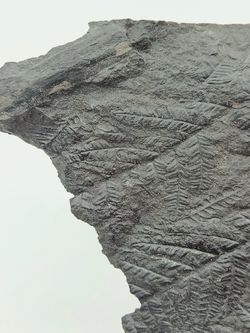 Helecho fósil - Mariopteris muricata
