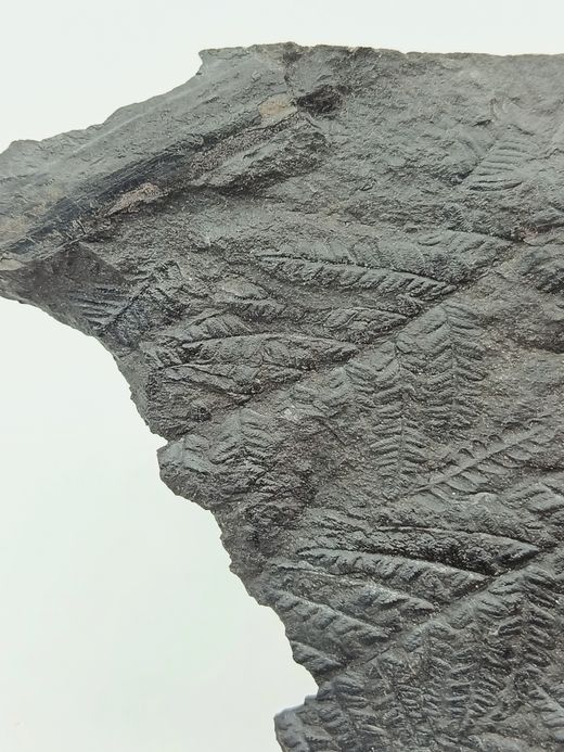 Helecho fósil - Mariopteris muricata