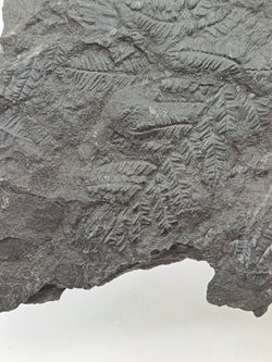 Helecho fósil - Mariopteris muricata