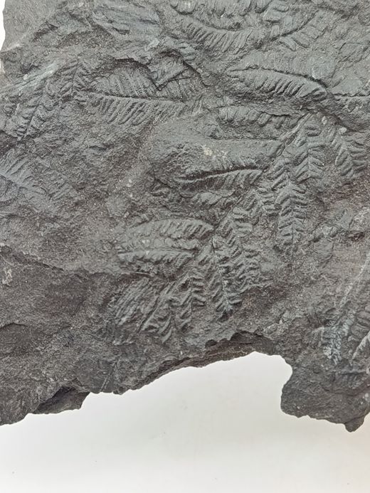 Helecho fósil - Mariopteris muricata