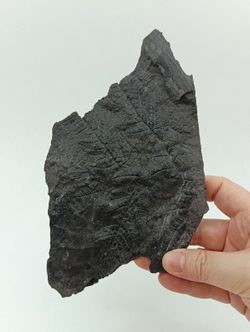 Helecho fósil - Mariopteris muricata
