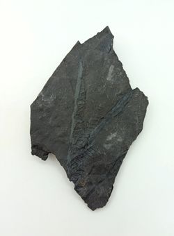 Helecho fósil - Mariopteris muricata