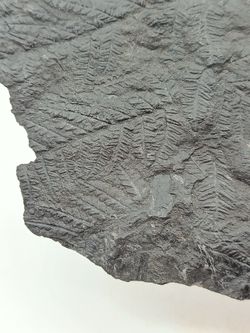 Helecho fósil - Mariopteris muricata