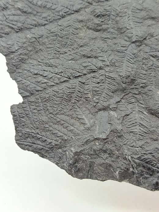 Helecho fósil - Mariopteris muricata