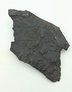 Helecho fósil - Mariopteris muricata