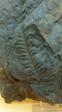 Helecho fósil (Pecopteris)