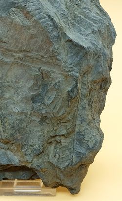 Helecho fósil (Pecopteris)