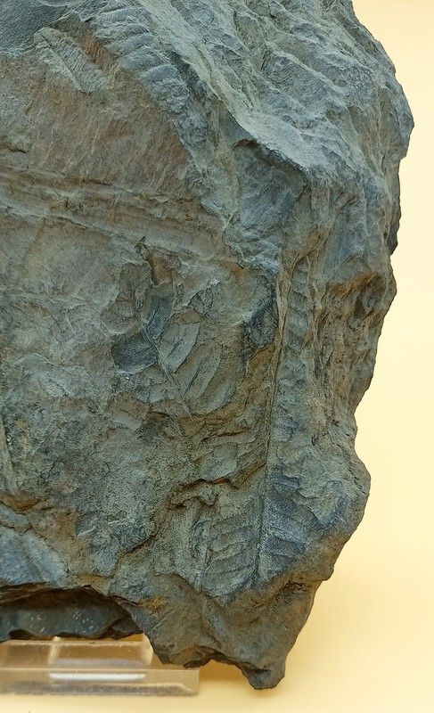 Helecho fósil (Pecopteris)