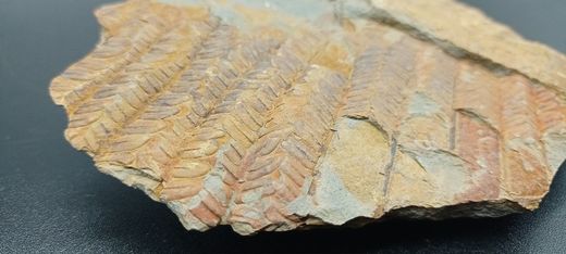 Helecho fósil (Pecopteris)