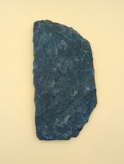Helecho fósil - Alethopteris
