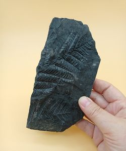 Helecho fósil - Alethopteris sp.
