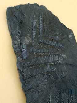 Helecho fósil - Alethopteris