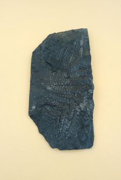 Helecho fósil - Alethopteris