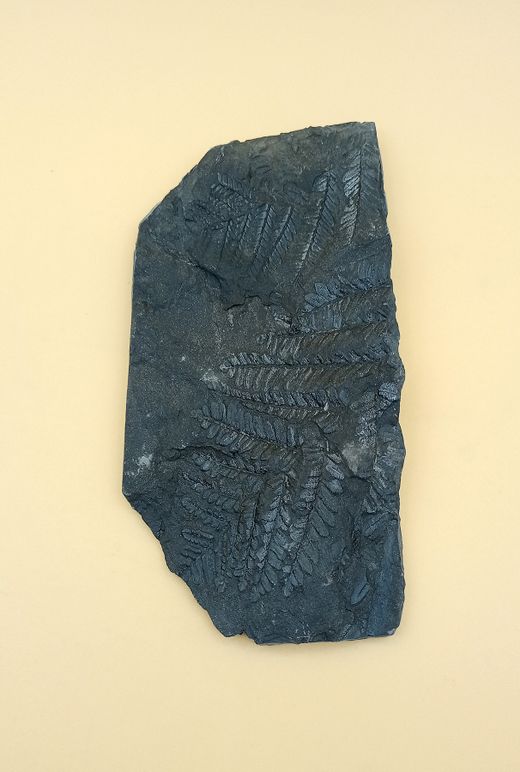 Helecho fósil - Alethopteris