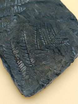 Helecho fósil - Alethopteris