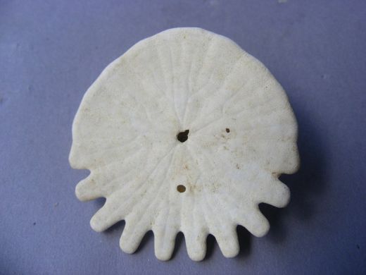 Heliophora orbiculus