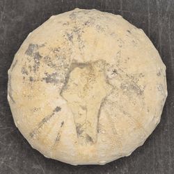 Heterodiadema lybicum