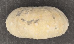 Heterodiadema lybicum