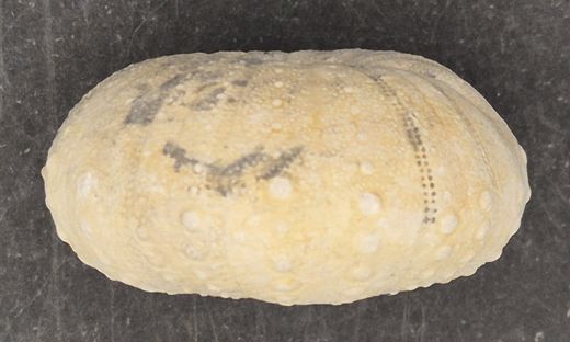 Heterodiadema lybicum