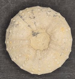 Heterodiadema lybicum