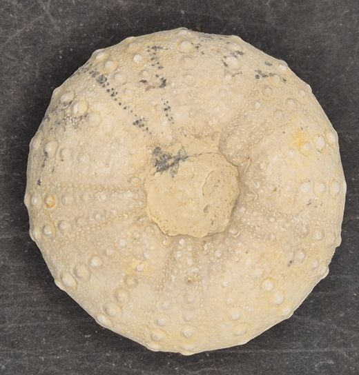 Heterodiadema lybicum