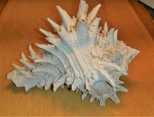 Hexaplex hertweckorum (muricidae)