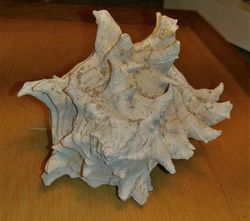 Hexaplex hertweckorum (muricidae)