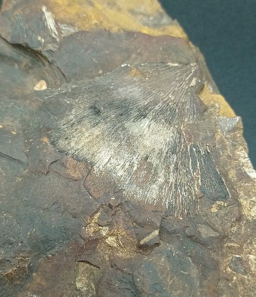 Hoja fósil Ginko adioantoides