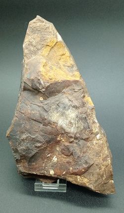 Hoja fósil Ginko adioantoides