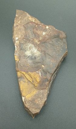 Hoja fósil Ginko adioantoides