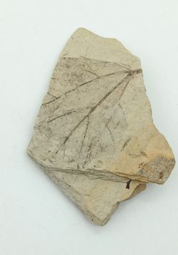 Hoja fósil + semilla de conífera