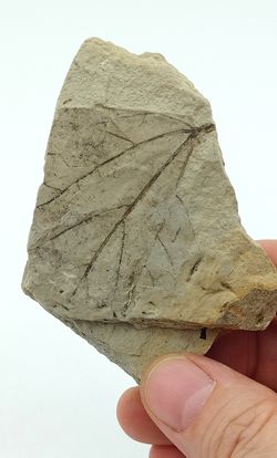 Hoja fósil + semilla de conífera