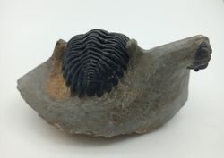 Hollardops mesocristatus + Proetus
